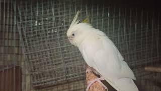 Cockatiel Lovers 🦜  Albino White Cockatiel Grey amp Pearl Pied Cockatiel Calopsitasmansa [upl. by Haletky]