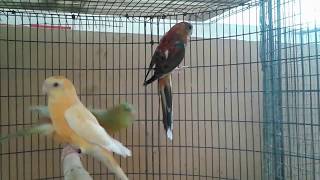 Gorgeous outstanding and stunning Red rumped Parakeets mutations [upl. by Maltz554]