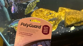 USING SEACHEM POLYGUARD TO TREAT AFRICAN CICHLIDS  50 GALLON UPDATE [upl. by Remled]