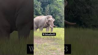 Lone tusker on natural habitat jungleelephant [upl. by Aennyl741]