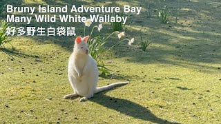 塔斯曼尼亞白袋鼠 TASMANIA WHITE WALLABY [upl. by Orimisac61]