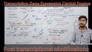 Transcription class 12  Gene expression Biology class 12  Central dogma [upl. by Ordnaxela]