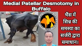 Medial patellar desmotomy in Buffalo।भैंस में सिन्न की समस्या का सर्जरी द्वारा समाधान। [upl. by Steel]