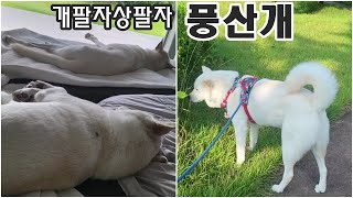 풍산개 풍류를 즐기는 개팔자 상팔자 Pungsan dog a dog that enjoys music [upl. by Redford]