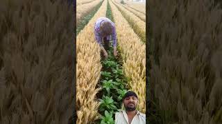 Chilli farming techniques facing heavern pepper varietysatisfying shortvideo agriculture [upl. by Atteuqahc462]