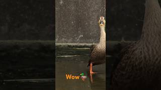 Duckanimalsyoutubeshortsjustnaturewildlifenaturetrendingfunny shortsviralshortsvideofun [upl. by Fortunna]