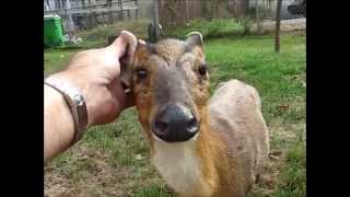 Our Amazing New Baby Muntjac Deer [upl. by Edrea709]