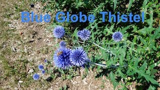 BLUE GLOBETHISTLE AND THE BEES [upl. by Ami]