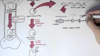 Immunology  Antibody Somatic VDJ Recombination I [upl. by Markland]