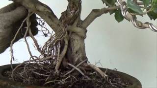 Bonsai Tutorials for Beginners Ficus Root Tansfer from Branch to Trunk to Correct Taper [upl. by Jerri]