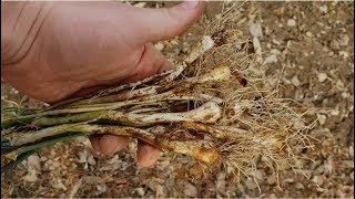 Wild Garlic  How to Identify and Harvest [upl. by Nedrah]