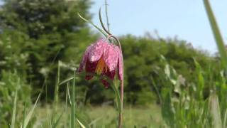 Snakes Head Fritillary  Cricklade Wiltshire [upl. by Leimaj]