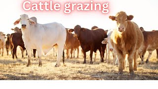 ROHI EXPOSED The Surprising Truth About Cattle Grazing [upl. by Imarej657]