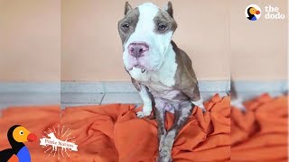 This Pittie Was Determined To Do The Impossible — And He Did  The Dodo Pittie Nation [upl. by Arualana]