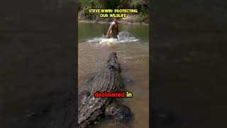 Nature Lover Steve Irwin passionate about crocodiles [upl. by Alfonzo140]