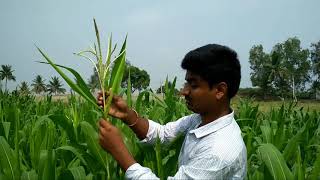 Detasseling in maize [upl. by Ferullo]