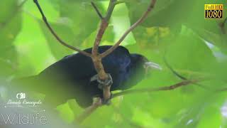 කොවුලා  කොහා  Male Asian Koel Eudynamys scolopaceus [upl. by Anomis]