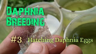 Daphnia Culture made simple and easy 3  Hatching Daphnia eggs [upl. by Anyel]