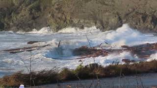 Strong west wind Agate Beach Nov 4 2024 PNW [upl. by Berey781]