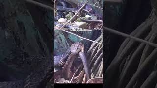 Cobra eating another snake snake wildpredator nature cobra naagin [upl. by Karlise]