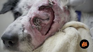 Rescue dog with huge maggot wound on face dogwoundcare dogrescue doglovers [upl. by Dale898]