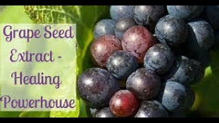 Grape Seed Extract Contains Health Boosting Benefits Including AntiAging [upl. by Kandy651]