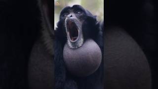 Siamang Gibbons Sounds Screaming Gibbons [upl. by Calica]