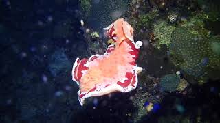 Spanish dancer nudibranch  night dive in Banda Sea [upl. by Seilenna]