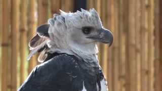 Harpia  Gaviãoreal  Harpy Eagle  Harpia harpyja [upl. by Terrene]