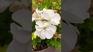 White Geranium Flower 🌸 in the Garden 🪴 [upl. by Archaimbaud859]