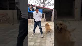 Good dogs💖🐕‍🦺🐕💖videoshort funny [upl. by Kenneth]