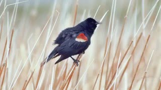 Tricolored Blackbird [upl. by Donal]