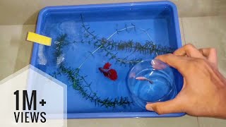 How to breed betta fish step by stepbettafish fishbreeding aquarium aquariumhobby [upl. by Solnit]