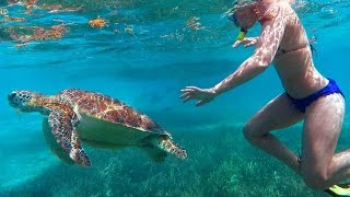 Snorkeling Belizes Reef  Hol Chan 2016 High Quality [upl. by Zoe]