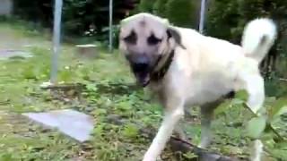 Rottweiler vs Kangal  STRONG FIGHT [upl. by Yardna]