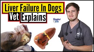 How To Treat Liver Disease In Dogs  Liver Failure In Dogs  Dogtor Pete [upl. by Cappello]