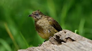 Streakeared bulbul Bird As well as other birds  Review Bird Nest [upl. by Nyret]