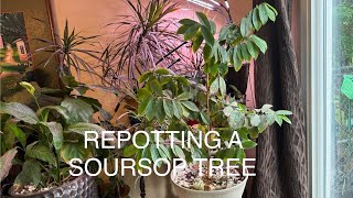 Container Planting SourSop urbangardening gardening growyourownfood [upl. by Marilyn747]