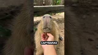 5 Amazing Capybara Facts That Will Surprise You 🐾 [upl. by Akenom]