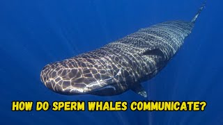 How do sperm whales communicate [upl. by Woothen]