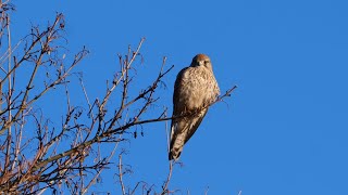 London wildlife of Morden Hall park frosty morning 6 4K [upl. by Peggir]