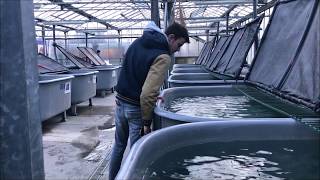 AQUACULTURE AU LYCEE DE COULOGNE [upl. by Mavilia]