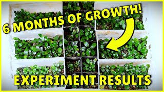 Amazing Anubias Growth Results in My Emersed Plant Setup [upl. by Carolina]