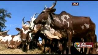 Exhibition of Bargur breed cattle was held in Bargur hills [upl. by Shields287]