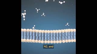 MetalOrganic Framework MOF Membrane with CO2 Recognition Capability short science [upl. by Laws]