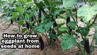 How to Grow Eggplant from Seeds to Harvest at home [upl. by Fiedling]