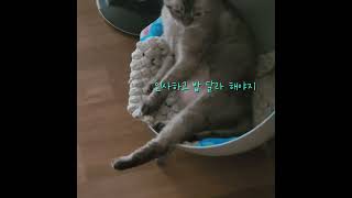 사람인척 하는 고양이 고양이 고양이브이로그 고양이영상 고양이일상 노령묘 cat cute scottishfold [upl. by Scrope]