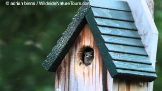 House Wren takes its 1st flight [upl. by Curtis]