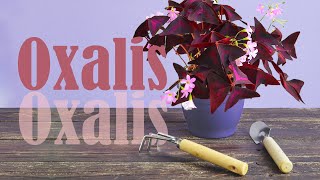 HOW to PROPAGATE OXALIS Triangularis by dividing  Watering tips [upl. by Ahsekyw256]