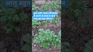 Organic Farming Innovation in Farming Growing Patato using vermiCompost only [upl. by Byron]